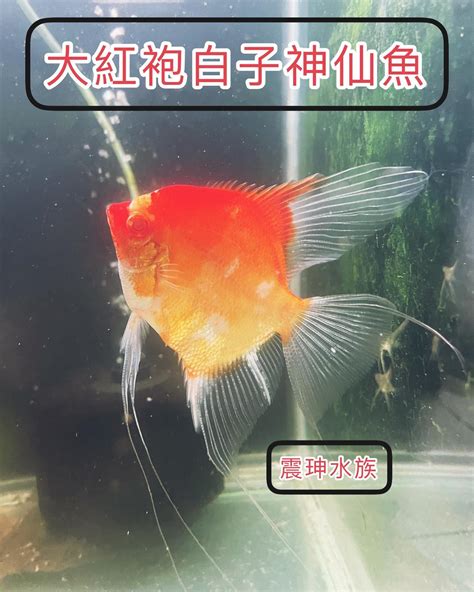 震坤水族|震珅水族專營各式珍稀觀賞魚、硝化性菌粉 